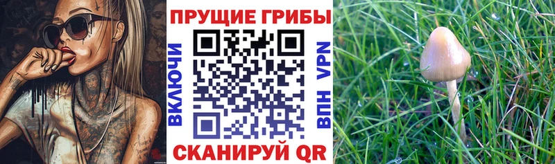 Псилоцибиновые грибы GOLDEN TEACHER  Черногорск 